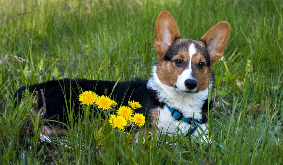 corgi